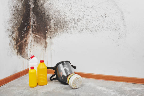 Best Fast Mold Removal  in Georgetown, KY