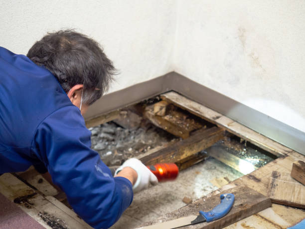 Best Certified Mold Removal  in Georgetown, KY