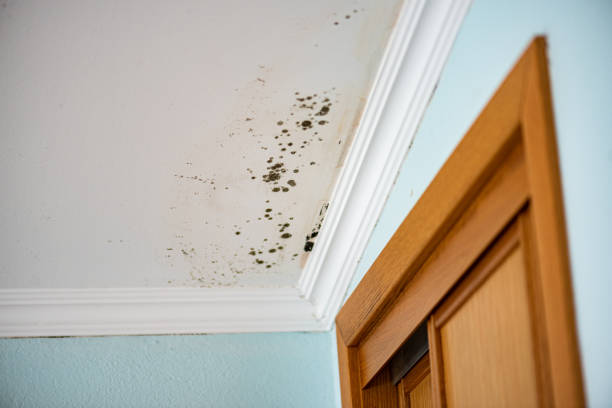 Reliable Georgetown, KY Mold Removal Solutions