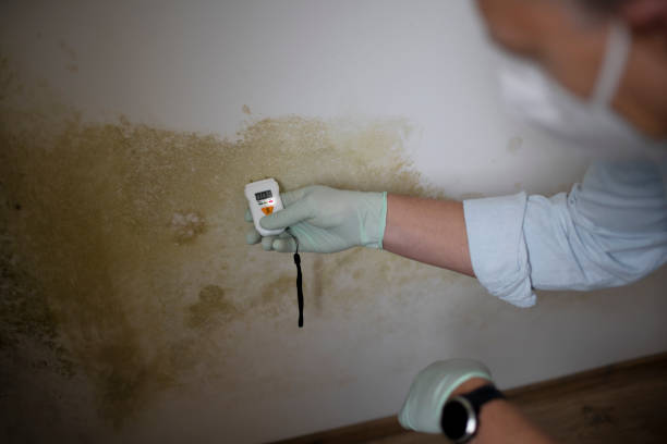 Best Mold Removal Near Me  in Georgetown, KY