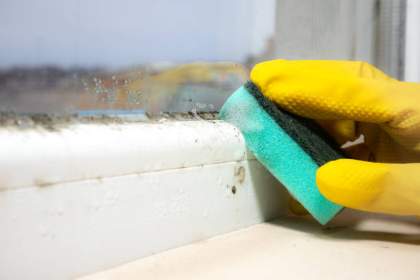 Best Attic Mold Removal  in Georgetown, KY