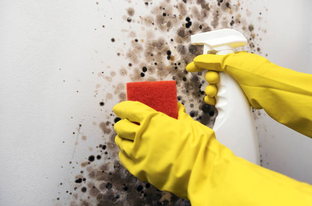Best Toxic Mold Removal  in Georgetown, KY
