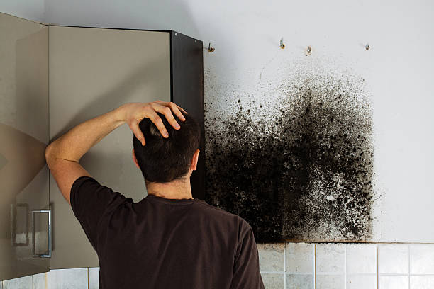 Best Commercial Mold Removal  in Georgetown, KY