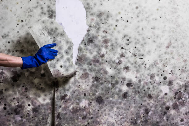 Best Affordable Mold Removal  in Georgetown, KY