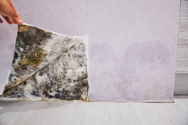 Best Black Mold Removal  in Georgetown, KY